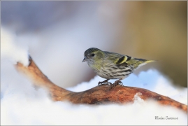 <p>ČÍŽEK LESNÍ (Carduelis spinus) ------- /Eurasian siskin - Erlenzeisig/</p>