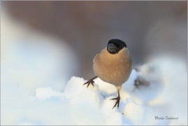 <p>HÝL OBECNÝ (Pyrrhula pyrrhula) Šluknovsko - Jiříkov ------- /Eurasian bullfinch - Gimpel/</p>