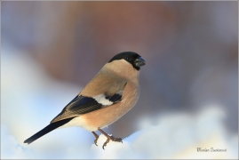 <p>HÝL OBECNÝ (Pyrrhula pyrrhula) Šluknovsko - Jiříkov ------- /Eurasian bullfinch - Gimpel/</p>