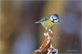 <p>SÝKORA MODŘINKA (Cyanistes caeruleus) ---- /Eurasian blue tit - Blaumeise/</p>