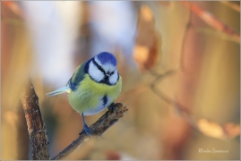 <p>SÝKORA MODŘINKA (Cyanistes caeruleus) ---- /Eurasian blue tit - Blaumeise/</p>