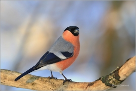 <p>HÝL OBECNÝ (Pyrrhula pyrrhula) Šluknovsko - Jiříkov ------- /Eurasian bullfinch - Gimpel/</p>