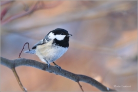 <p>SÝKORA UHELNÍČEK (Periparus ater) ---- /Coal tit - Tannenmeise/</p>
