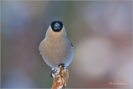 <p>HÝL OBECNÝ (Pyrrhula pyrrhula) Šluknovsko - Jiříkov ------- /Eurasian bullfinch - Gimpel/</p>
