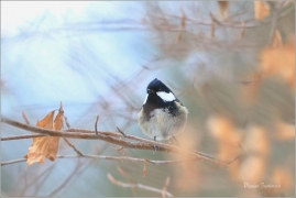 <p>SÝKORA UHELNÍČEK (Periparus ater) ---- /Coal tit - Tannenmeise/</p>