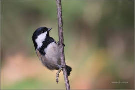 <p>SÝKORA UHELNÍČEK (Periparus ater) /Coal tit - Tannenmeise/</p>