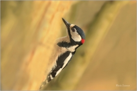 <p>STRAKAPOUD VELKÝ (Dendrocopos major) - /Great spotted woodpecker – Buntspecht/
</p>