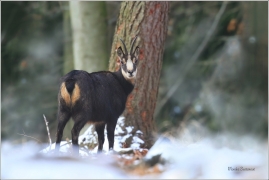 <p>KAMZÍK HORSKÝ (Rupicapra rupicapra) Lužické hory ---- /Chamois - Gämse/</p>