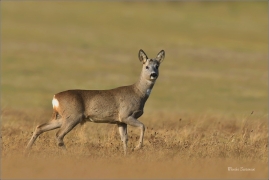 <p>SRNEC OBECNÝ (Capreolus capreolus) Šluknovsko - Jiříkov --- /European roe deer - Reh/</p>