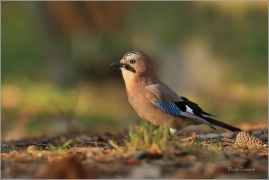<p>SOJKA OBECNÁ (Garrulus glandarius) Mladá Boleslav ---- /Eurasian jay - Eichelhäher/</p>