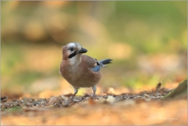 <p>SOJKA OBECNÁ (Garrulus glandarius) Mladá Boleslav ---- /Eurasian jay - Eichelhäher/</p>