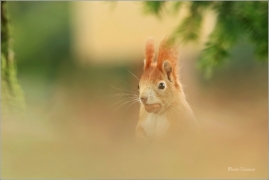 <p>VEVERKA OBECNÁ (Sciurus vulgaris) Mladá Boleslav ---- /Red squirrel - Eichhörnchen/</p>
