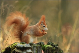<p>VEVERKA OBECNÁ (Sciurus vulgaris) Mladá Boleslav ---- /Red squirrel - Eichhörnchen/</p>