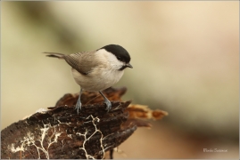 <p>SÝKORA BABKA ( Parus palustris) /Marsh tit - Sumpfmeise/</p>