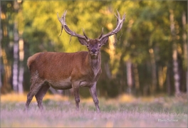<p>JELEN LESNÍ (Cervus elaphus) obora Rumburk / Red deer / Rothirsch</p>