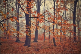 <p>Šluknovsko - Království</p>