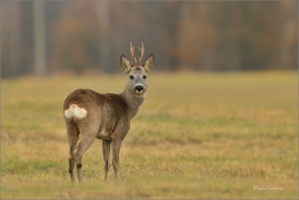 <p>SRNEC OBECNÝ (Capreolus capreolus) Šluknovsko - Jiříkov --- /European roe deer - Reh/</p>