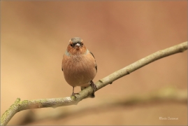 <p>PĚNKAVA OBECNÁ - sameček (Fringilla coelebs) ---- /Chaffinch - Buchfink/</p>