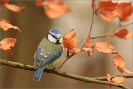 <p>SÝKORA MODŘINKA (Cyanistes caeruleus) ---- /Eurasian blue tit - Blaumeise/</p>