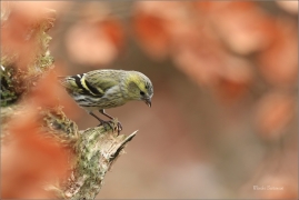 <p>ČÍŽEK LESNÍ (Carduelis spinus) ------- /Eurasian siskin - Erlenzeisig/</p>