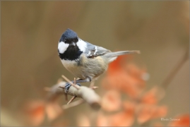 <p>SÝKORA UHELNÍČEK (Periparus ater) ---- /Coal tit - Tannenmeise/</p>