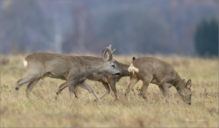 <p>SRNEC OBECNÝ (Capreolus capreolus) Šluknovsko - Jiříkov --- /European roe deer - Reh/</p>