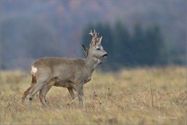 <p>SRNEC OBECNÝ (Capreolus capreolus) Šluknovsko - Jiříkov --- /European roe deer - Reh/</p>