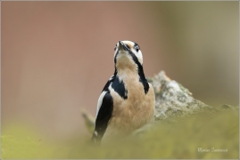 <p>STRAKAPOUD VELKÝ (Dendrocopos major) - /Great spotted woodpecker – Buntspecht/
</p>