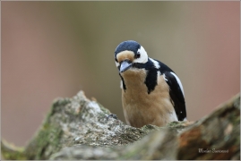 <p>STRAKAPOUD VELKÝ (Dendrocopos major) - /Great spotted woodpecker – Buntspecht/
</p>