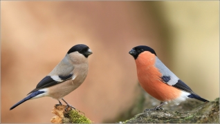 <p>HÝL OBECNÝ (Pyrrhula pyrrhula) Šluknovsko - Jiříkov ------- /Eurasian bullfinch - Gimpel/</p>