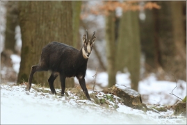 <p>KAMZÍK HORSKÝ (Rupicapra rupicapra) Lužické hory ---- /Chamois - Gämse/</p>