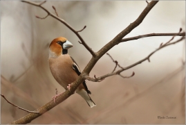 <p>DLASK TLUSTOZOBÝ (Coccothraustes coccothraustes) Šluknovsko - Jiříkov ---- /Hawfinch - Kernbeißer/</p>