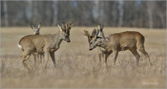 <p>SRNEC OBECNÝ (Capreolus capreolus) Šluknovsko - Jiříkov --- /European roe deer - Reh/</p>