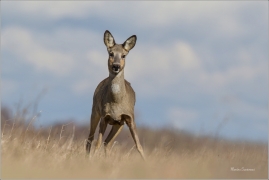 <p>SRNEC OBECNÝ (Capreolus capreolus) Šluknovsko - Jiříkov --- /European roe deer - Reh/</p>