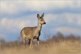 <p>SRNEC OBECNÝ (Capreolus capreolus) Šluknovsko - Jiříkov --- /European roe deer - Reh/</p>