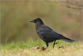 <p>VRÁNA OBECNÁ ČERNÁ (Corvus corone) Děčín ---- /Carrion crow - Aaskrähe/</p>
