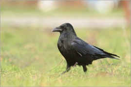 <p>VRÁNA OBECNÁ ČERNÁ (Corvus corone) ---- /Carrion crow - Aaskrähe/</p>