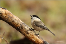 <p>SÝKORA BABKA ( Parus palustris) /Marsh tit - Sumpfmeise/</p>