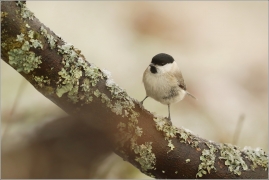 <p>SÝKORA BABKA ( Parus palustris) /Marsh tit - Sumpfmeise/</p>