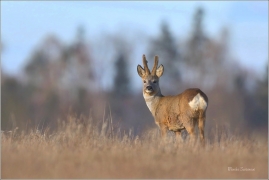 <p>SRNEC OBECNÝ (Capreolus capreolus) Šluknovsko - Jiříkov --- /European roe deer - Reh/</p>