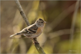 <p>PĚNKAVA JIKAVEC (Fringilla montifringilla) Šluknovsko - Jiříkov ---- /Brambling - Bergfink/</p>