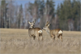 <p>SRNEC OBECNÝ (Capreolus capreolus) Šluknovsko - Jiříkov /European roe deer - Reh/</p>