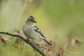 <p>PĚNKAVA OBECNÁ - sameček (Fringilla coelebs) ---- /Chaffinch - Buchfink/</p>