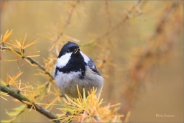 <p>SÝKORA UHELNÍČEK (Periparus ater) ---- /Coal tit - Tannenmeise/</p>