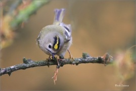 <p>KRÁLÍČEK OBECNÝ (Regulus regulus) Šluknovsko - Harta /Goldcrest - Wintergoldhähnchen/</p>