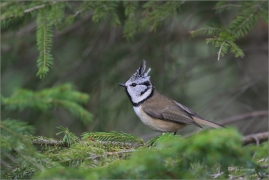 <p>SÝKORA PARUKÁŘKA - Šluknovsko - okolí Jiříkova (Lophophanes cristatus) ---- /Crested tit - Haubenmeise/</p>