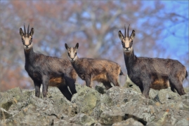 <p>KAMZÍK HORSKÝ (Rupicapra rupicapra) Lužické hory, Studenec / Chamois / Gämse</p>