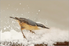 <p>BRHLÍK LESNÍ (Sitta europaea) ---- /Eurasian nuthatch - Kleiber/</p>