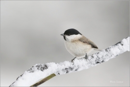 <p>SÝKORA BABKA ( Parus palustris) /Marsh tit - Sumpfmeise/</p>