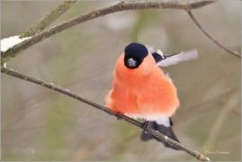 <p>HÝL OBECNÝ (Pyrrhula pyrrhula) Šluknovsko - Jiříkov ------- /Eurasian bullfinch - Gimpel/</p>
